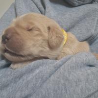 Ultimo cucciolo maschio golden retriever