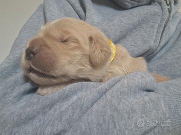 Ultimo cucciolo maschio golden retriever