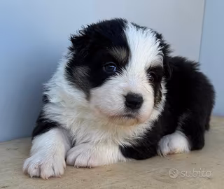 Cuccioli di Border collie con pedigree
