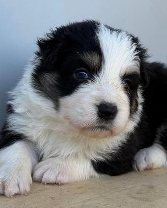 Cuccioli di Border collie con pedigree