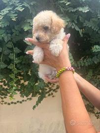 Barboncino nano/toy