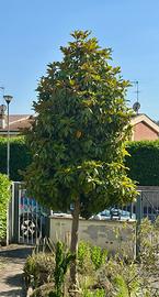 Albero Magnolia