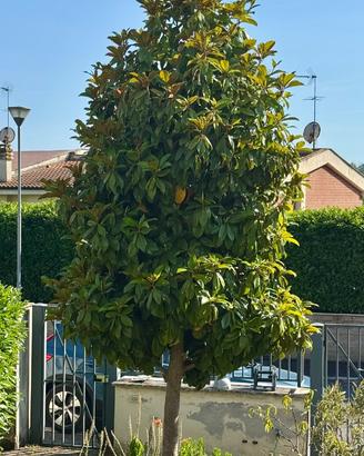 Albero Magnolia