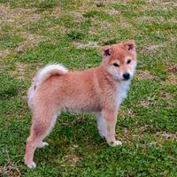 Cucciolo Shiba maschio con pedigree