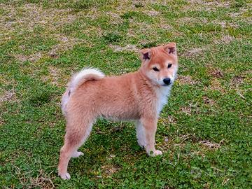 Cucciolo Shiba maschio con pedigree