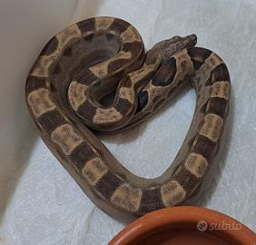Boa Constrictor I. Motley, Fire