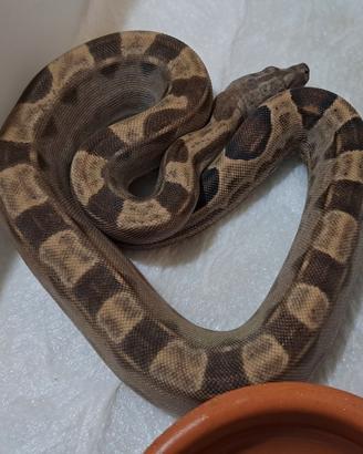 Boa Constrictor I. Motley, Fire