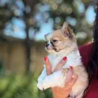 Chihuahua pelo lungo cucciolo con Pedigree