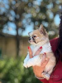 Chihuahua pelo lungo cucciolo con Pedigree