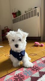 Maltese cucciolo maschio