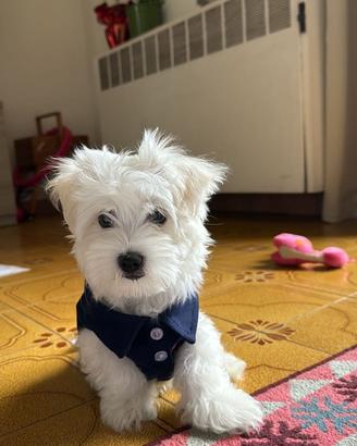 Maltese cucciolo maschio