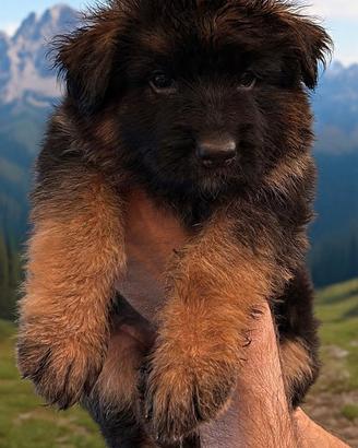 Cuccioli pastore tedesco