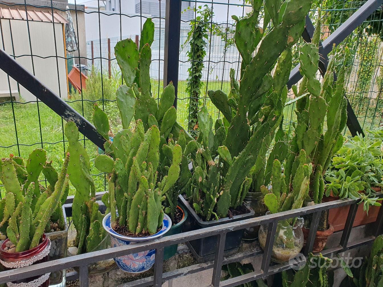 Vasetti per piante grasse - Giardino e Fai da te In vendita a Pordenone