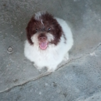 Lagotto romagnolo da tartufo