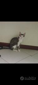 Casa per una gattina di 5 mesi,vaccinata