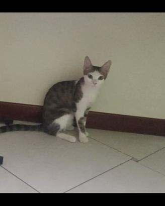 Casa per una gattina di 5 mesi,vaccinata
