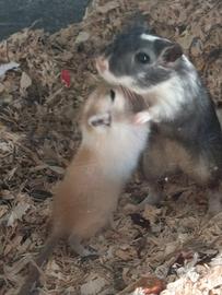 Gerbilli cuccioli