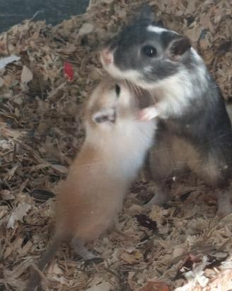 Gerbilli cuccioli