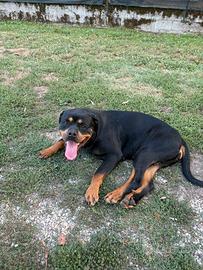 Cucciola di un anno di rottweiler