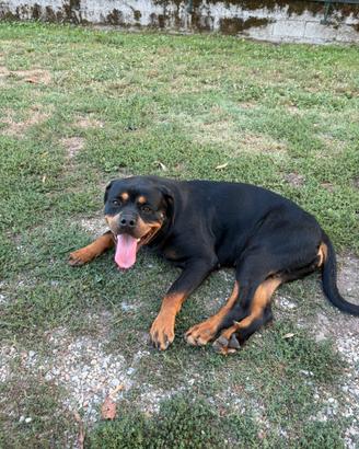 Cucciola di un anno di rottweiler