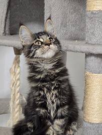 Maine coon cuccioli 2 mesi vaccinati sverminati 