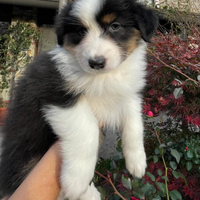 Cuccioli di pastore australiano