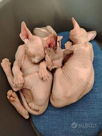 Cuccioli di Sphynx