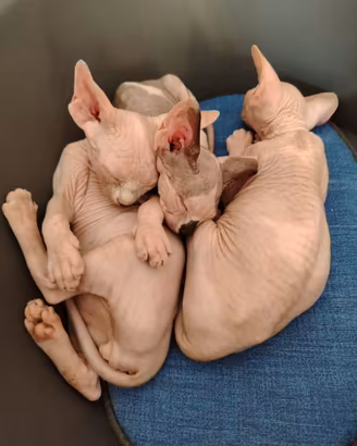Cuccioli di Sphynx