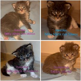 Maine coon