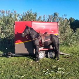 Trailer 2 cavalli 12 q mada