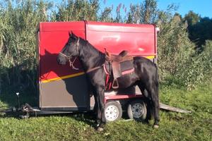 Trailer 2 cavalli 12 q mada