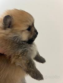 Spitz tedesco nano/pomerania