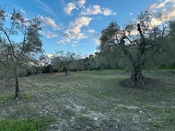 Uliveto-Terreno con ulivi