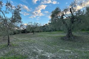 Uliveto-Terreno con ulivi