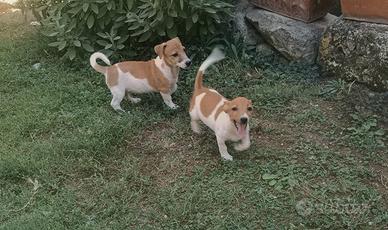 Jack russell cuccioli