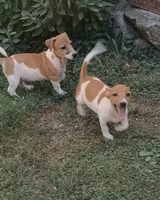 Jack russell cuccioli