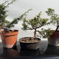 Bonsai di ginepro hitoigawa