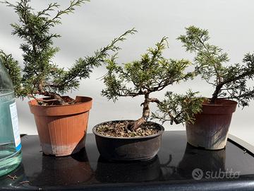Bonsai di ginepro hitoigawa