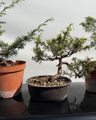 Bonsai di ginepro hitoigawa