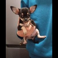 Chihuahua maschio toy con pedigree