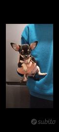 Chihuahua maschio toy con pedigree