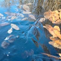 Pesci storioni storioncini