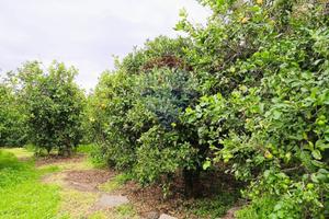 Terreno Edificabile - Riposto