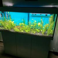Acquario Juwel 250 litri completo