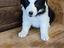 Immagine 6