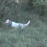 Setter Inglese
