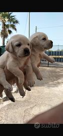 Labrador miele