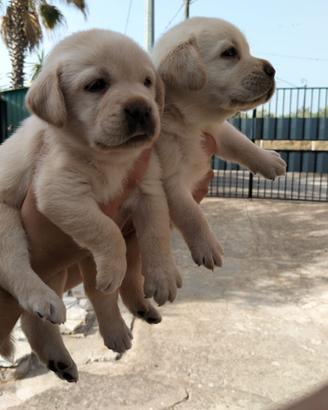 Labrador miele