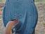 Immagine 4