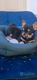 Chihuahua mini cucciolo